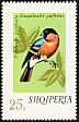 Eurasian Bullfinch Pyrrhula pyrrhula