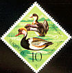 Red-crested Pochard Netta rufina  1975 Albanian wildfowl 