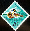 Northern Pintail Anas acuta  1975 Albanian wildfowl 