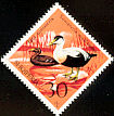 Common Eider Somateria mollissima  1975 Albanian wildfowl 