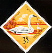 Tundra Swan Cygnus columbianus  1975 Albanian wildfowl 