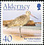 Bar-tailed Godwit Limosa lapponica  2005 Migrating birds 