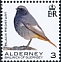 Black Redstart Phoenicurus ochruros  2020 Birds definitives 