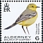 Western Yellow Wagtail Motacilla flava  2020 Birds definitives 
