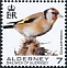 European Goldfinch Carduelis carduelis  2020 Birds definitives 