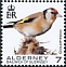 European Goldfinch Carduelis carduelis