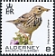 Meadow Pipit Anthus pratensis  2020 Birds definitives 