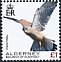 Common Kestrel Falco tinnunculus  2020 Birds definitives 
