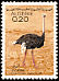 Common Ostrich Struthio camelus