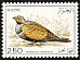 Black-bellied Sandgrouse Pterocles orientalis  1976 Algerian birds 