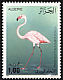 Greater Flamingo Phoenicopterus roseus  1987 Birds 