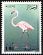 Greater Flamingo Phoenicopterus roseus