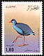 Western Swamphen Porphyrio porphyrio