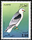 Black-winged Kite Elanus caeruleus  1987 Birds 