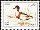 Common Shelduck Tadorna tadorna  1995 Birds 