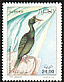 European Shag Gulosus aristotelis  1998 Birds 