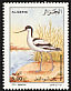 Pied Avocet Recurvirostra avosetta  2001 Birds 