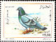Rock Dove Columba livia  2005 Pigeons 