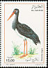 Black Stork Ciconia nigra  2006 Birds 