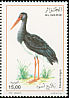 Black Stork Ciconia nigra