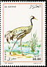 Common Crane Grus grus