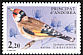 European Goldfinch Carduelis carduelis