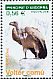 Griffon Vulture Gyps fulvus