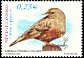 Alpine Accentor Prunella collaris