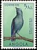 Cape Starling Lamprotornis nitens  1951 Birds 