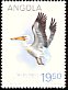 Great White Pelican Pelecanus onocrotalus  1984 Birds 