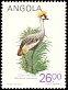 Grey Crowned Crane Balearica regulorum  1984 Birds 