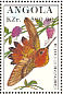 Rufous Hummingbird Selasphorus rufus