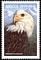 Bald Eagle Haliaeetus leucocephalus