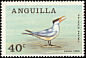 Royal Tern Thalasseus maximus