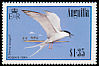 Roseate Tern Sterna dougallii  1985 Birds 