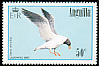 Laughing Gull Leucophaeus atricilla  1985 Birds 