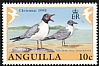 Laughing Gull Leucophaeus atricilla