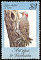 Northern Flicker Colaptes auratus  1984 Songbirds 
