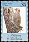 Northern Flicker Colaptes auratus