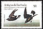 European Storm Petrel Hydrobates pelagicus