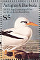 White-tailed Tropicbird Phaethon lepturus  1985 Audubon  MS