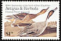 Northern Pintail Anas acuta  1986 Audubon 