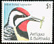 Yellow-bellied Sapsucker Sphyrapicus varius  1990 Birds 