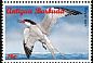 Royal Tern Thalasseus maximus  1996 Seabirds Strip