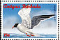 Laughing Gull Leucophaeus atricilla  1996 Seabirds Strip