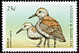 Dunlin Calidris alpina