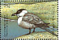 Long-tailed Jaeger Stercorarius longicaudus