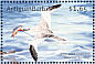 Red-billed Tropicbird Phaethon aethereus