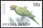 Thick-billed Parrot Rhynchopsitta pachyrhyncha