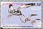 Red-billed Tropicbird Phaethon aethereus